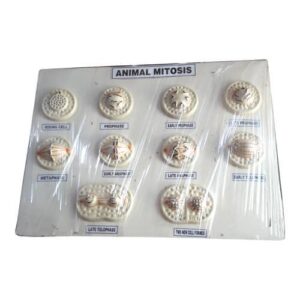 Animal Mitosis Model On Board