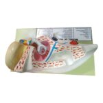 Human Ear Model-Scientific Ear Model