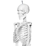 Human Skeleton 5 Feet Indian Plastic Skeleton