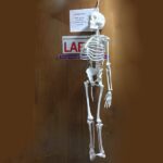 Human Skeleton 5 Feet Indian Plastic Skeleton Real Picture