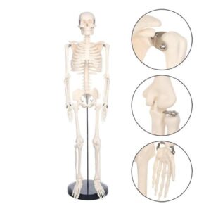 Human Skeleton 85CM
