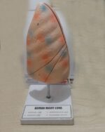 Human Lung Model for Education