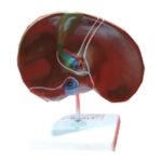 Model of Human Liver