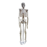 Small Human Skeleton 42cm China