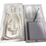 Small Human Skeleton 42cm China