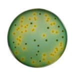 TCBS Agar 500gm Himedia India