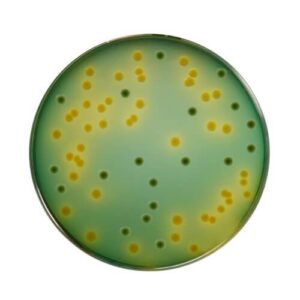 TCBS Agar 500gm Himedia India